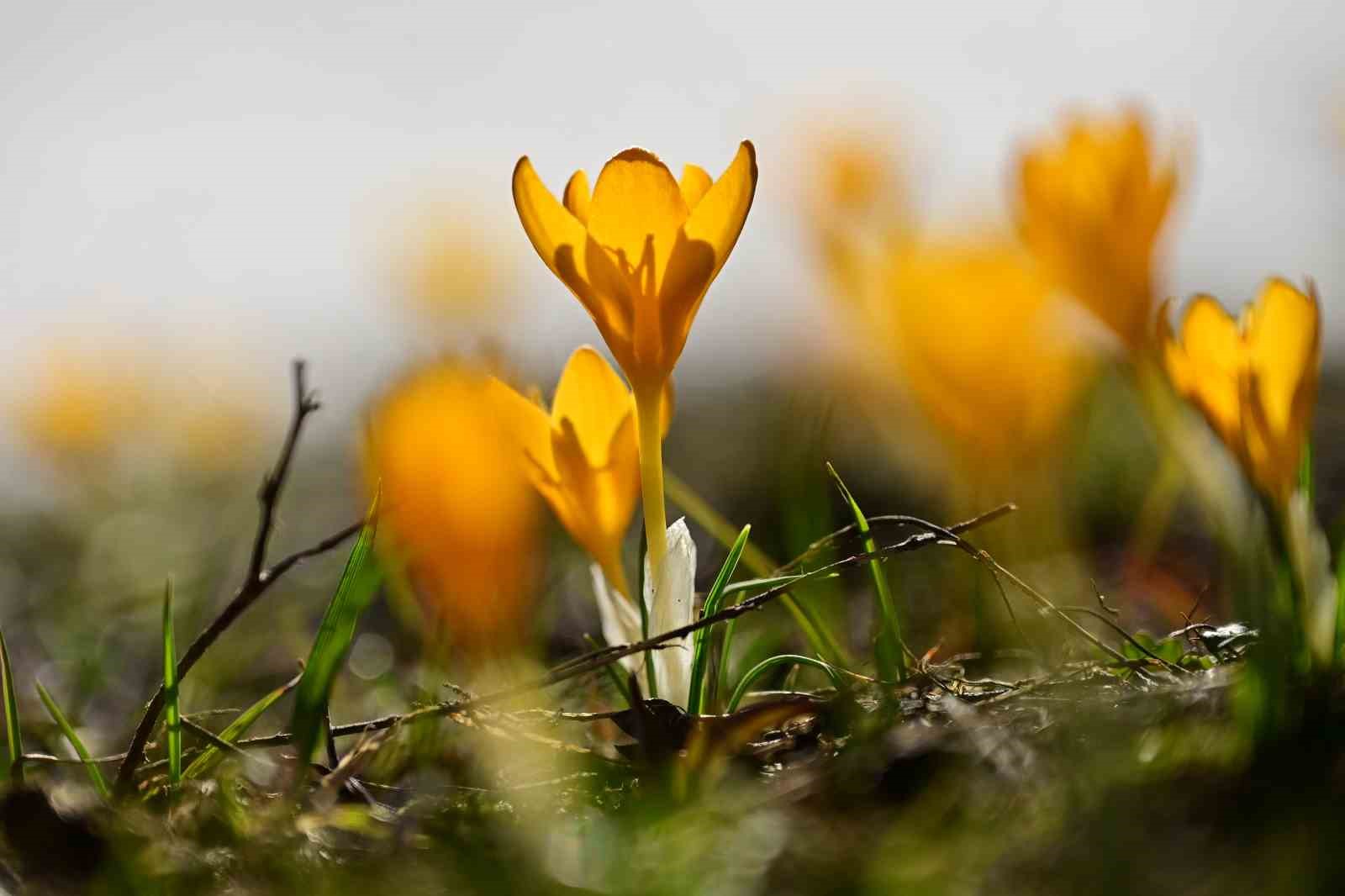 Süleymaniye’de renk cümbüşü: Sarı ve mor çiğdemler açtı
Süleymaniye’de renk cümbüşü: Sarı ve mor çiğdemler açtı