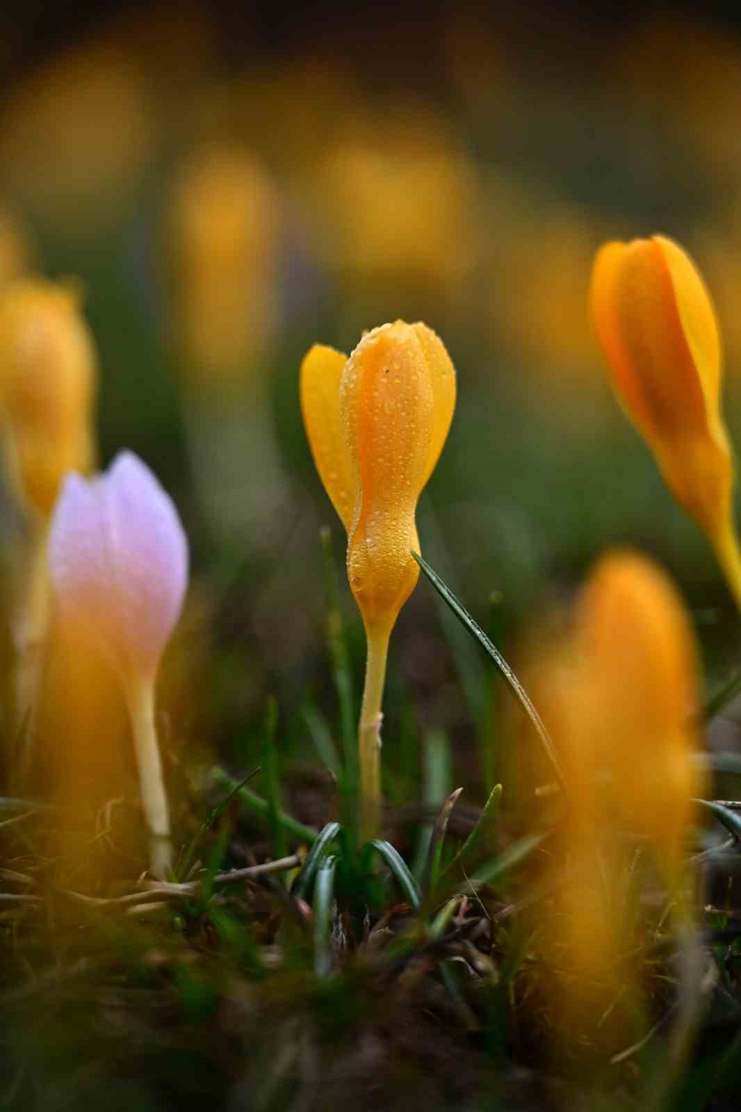 Süleymaniye’de renk cümbüşü: Sarı ve mor çiğdemler açtı
Süleymaniye’de renk cümbüşü: Sarı ve mor çiğdemler açtı