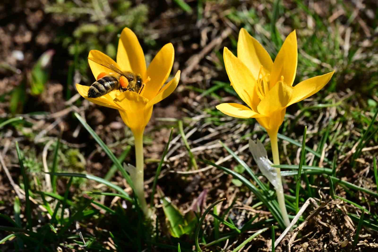Süleymaniye’de renk cümbüşü: Sarı ve mor çiğdemler açtı
Süleymaniye’de renk cümbüşü: Sarı ve mor çiğdemler açtı
