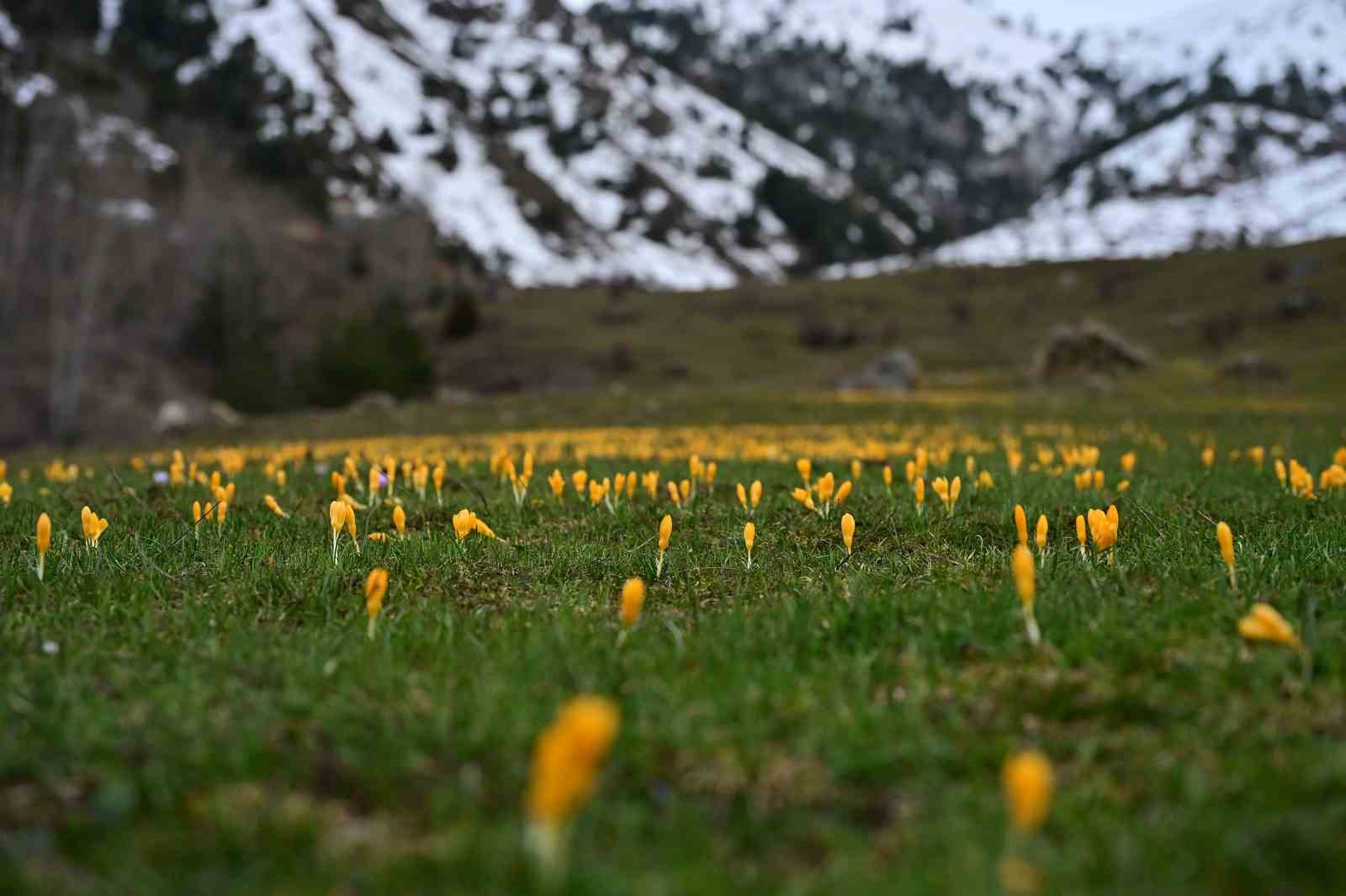 Süleymaniye’de renk cümbüşü: Sarı ve mor çiğdemler açtı
Süleymaniye’de renk cümbüşü: Sarı ve mor çiğdemler açtı