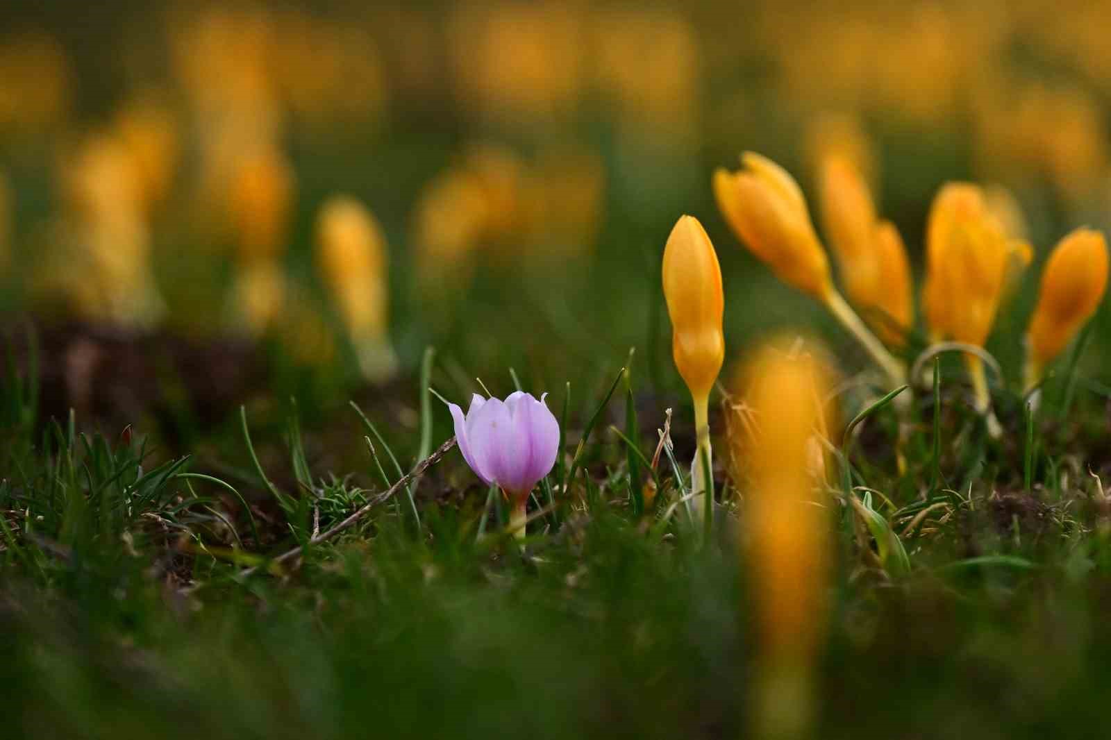 Süleymaniye’de renk cümbüşü: Sarı ve mor çiğdemler açtı
Süleymaniye’de renk cümbüşü: Sarı ve mor çiğdemler açtı
