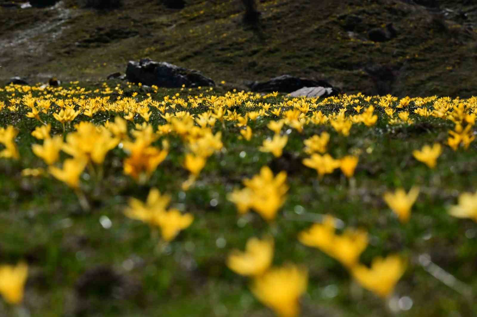 Süleymaniye’de renk cümbüşü: Sarı ve mor çiğdemler açtı
Süleymaniye’de renk cümbüşü: Sarı ve mor çiğdemler açtı
