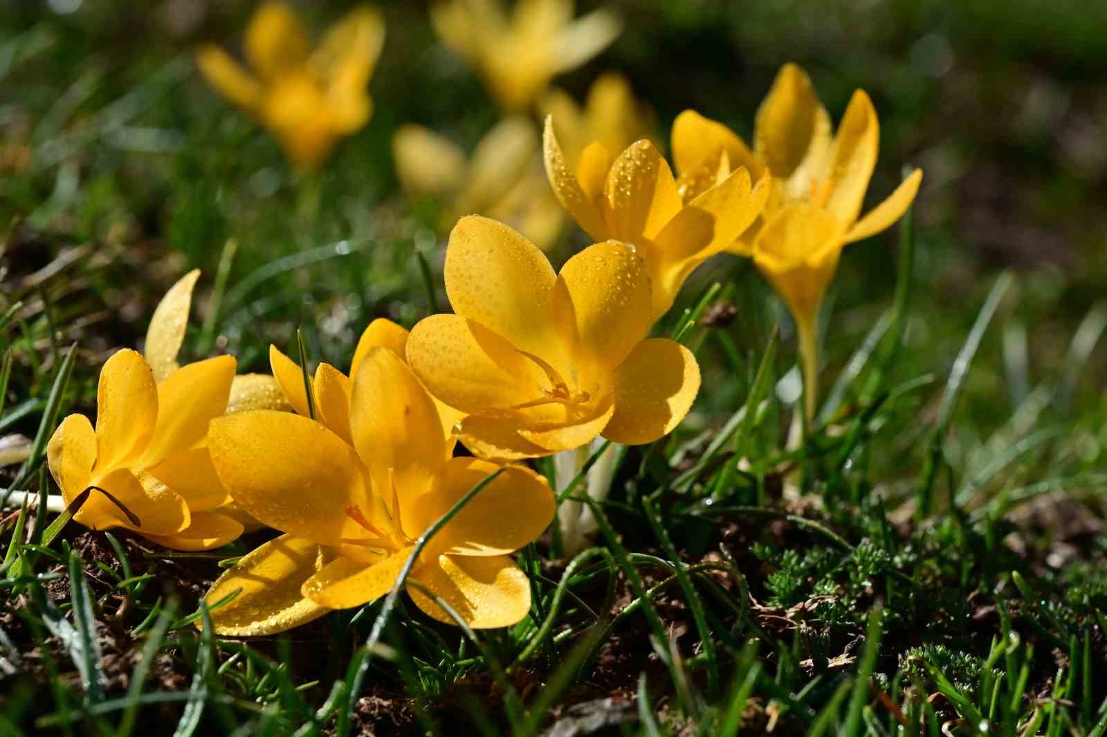 Süleymaniye’de renk cümbüşü: Sarı ve mor çiğdemler açtı
Süleymaniye’de renk cümbüşü: Sarı ve mor çiğdemler açtı