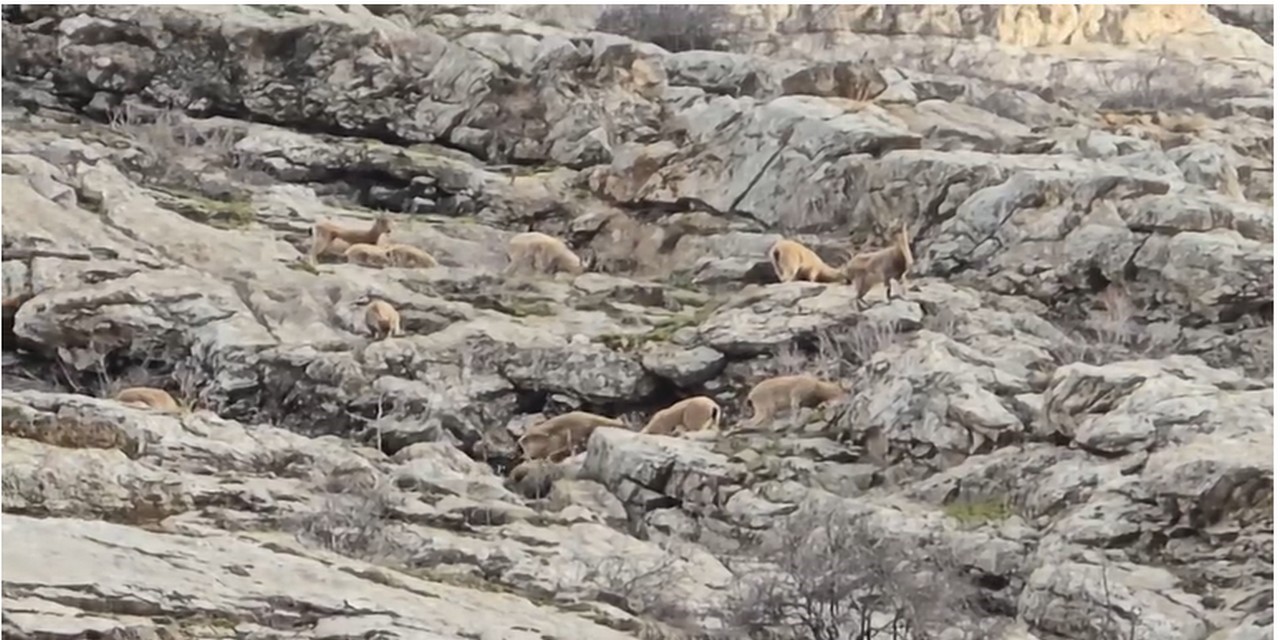 Sümbül Dağı’nda sürü halinde dağ keçisi görüntülendi
