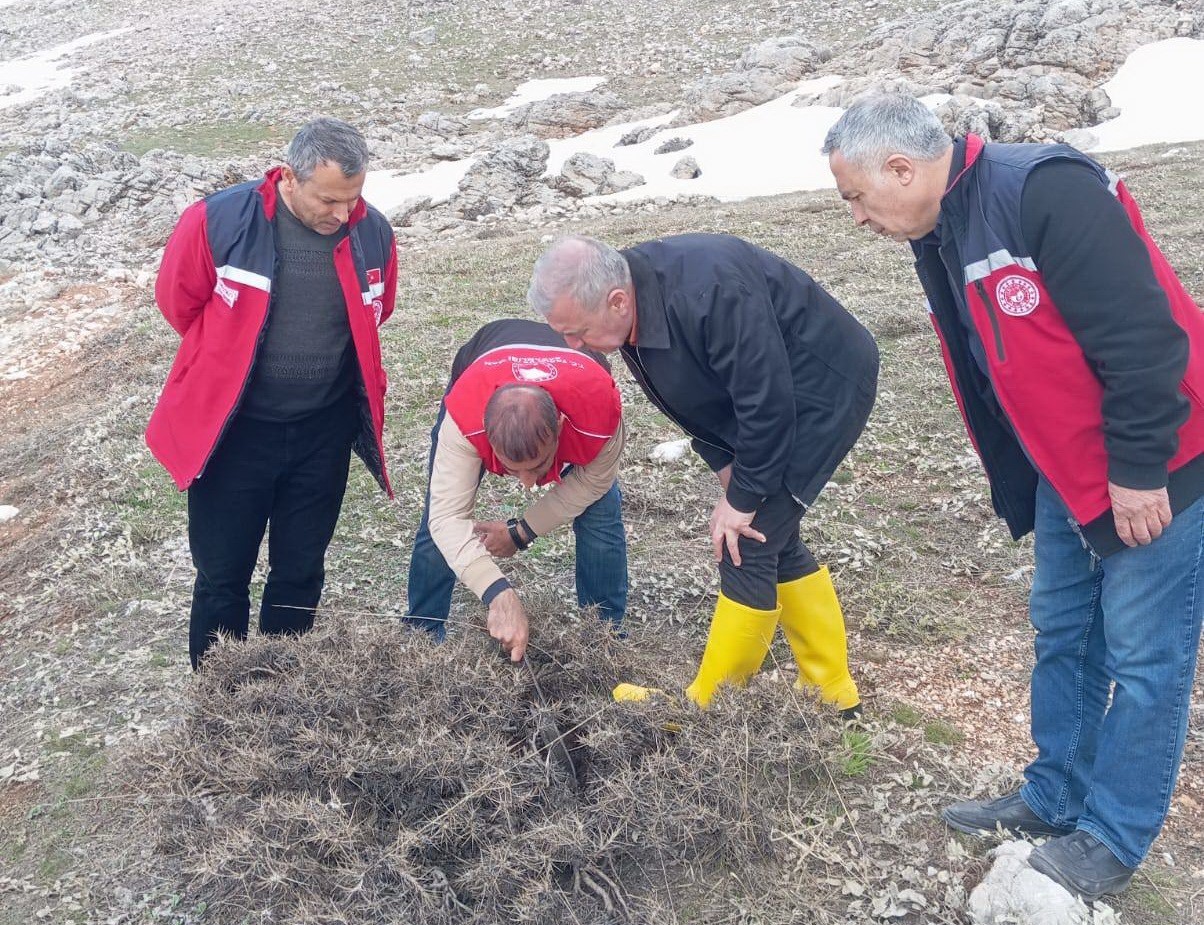 Süne mücadelesi için ilkbahar kışlak sürveyleri yapıldı
Süne mücadelesi için ilkbahar kışlak sürveyleri yapıldı