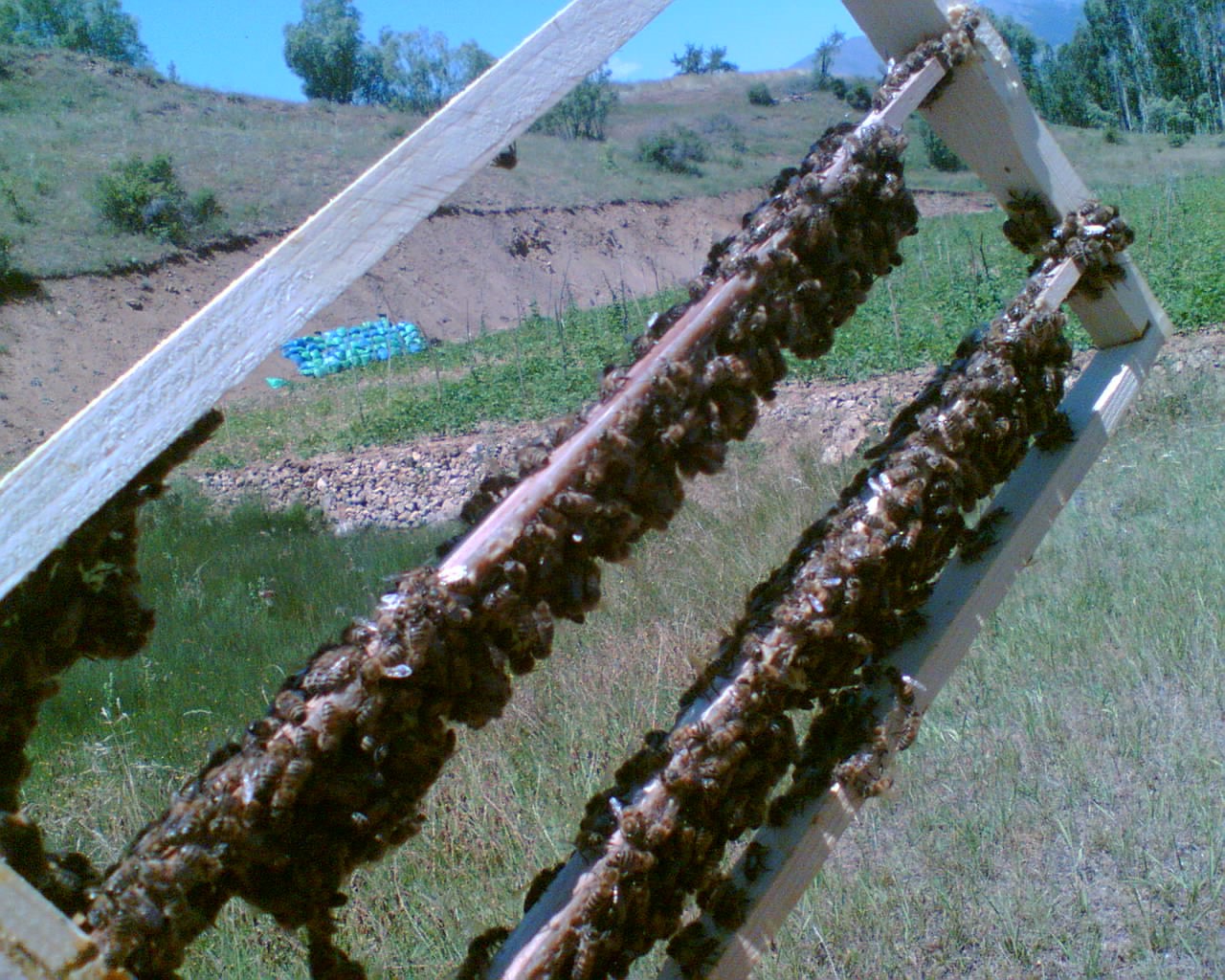 ’Süper gıda’ arı sütü Malatya’da mercek atında
’Süper gıda’ arı sütü Malatya’da mercek atında