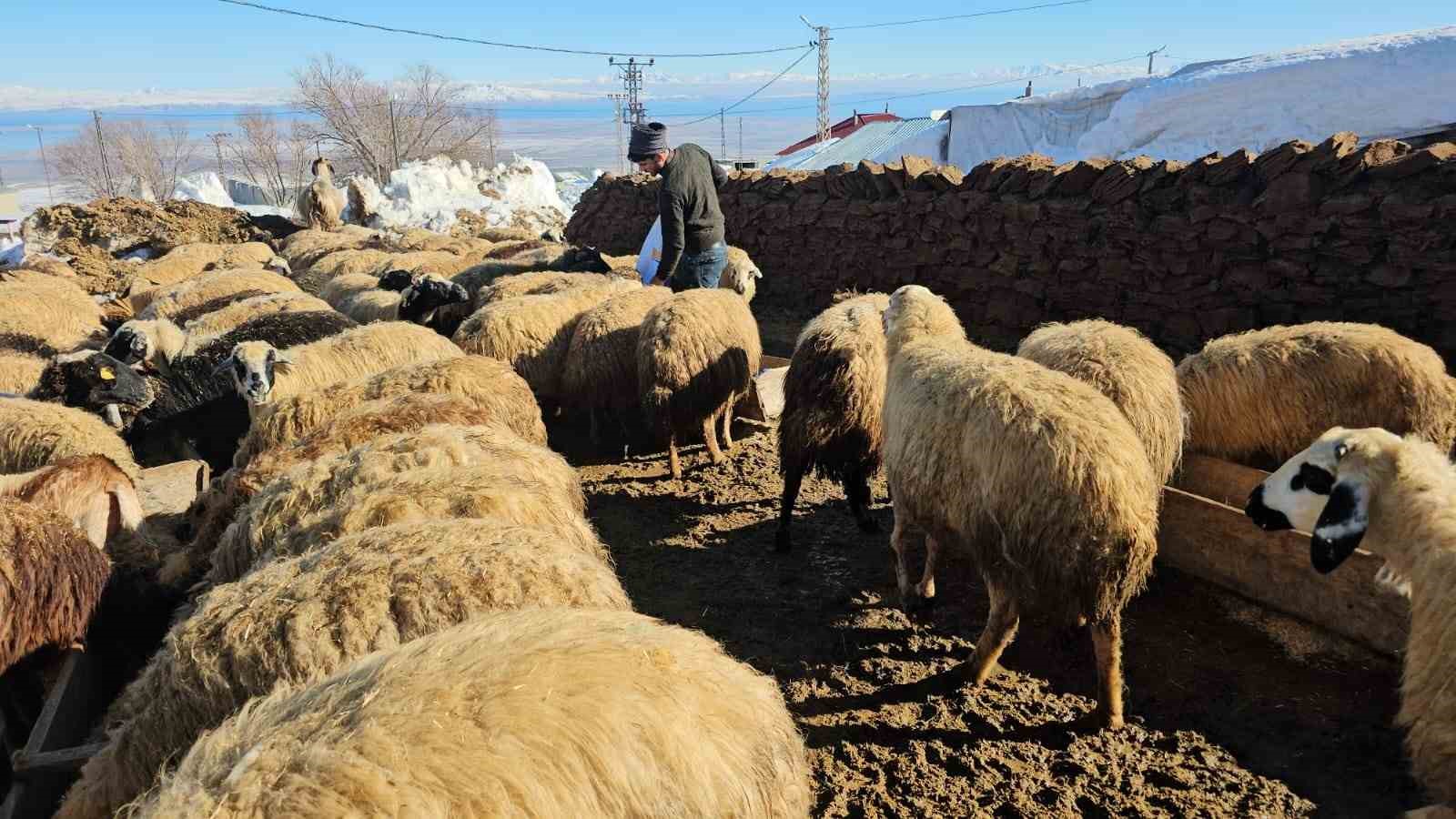 Süphan Dağı’nın eteğinde zorlu hayvancılık mücadelesi
