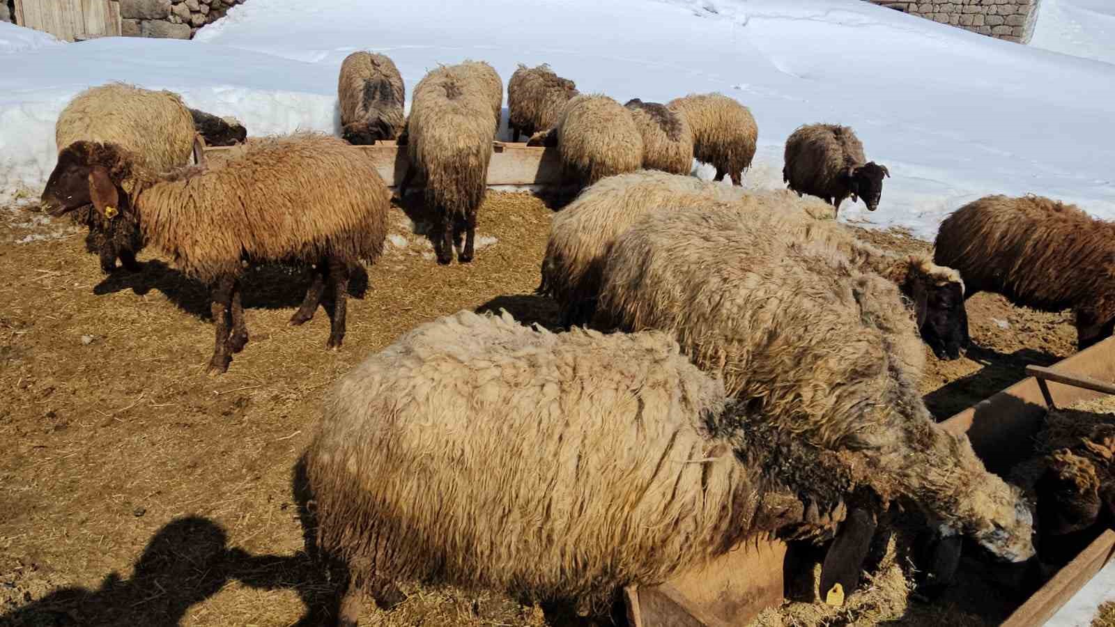 Süphan Dağı’nın eteğinde zorlu hayvancılık
