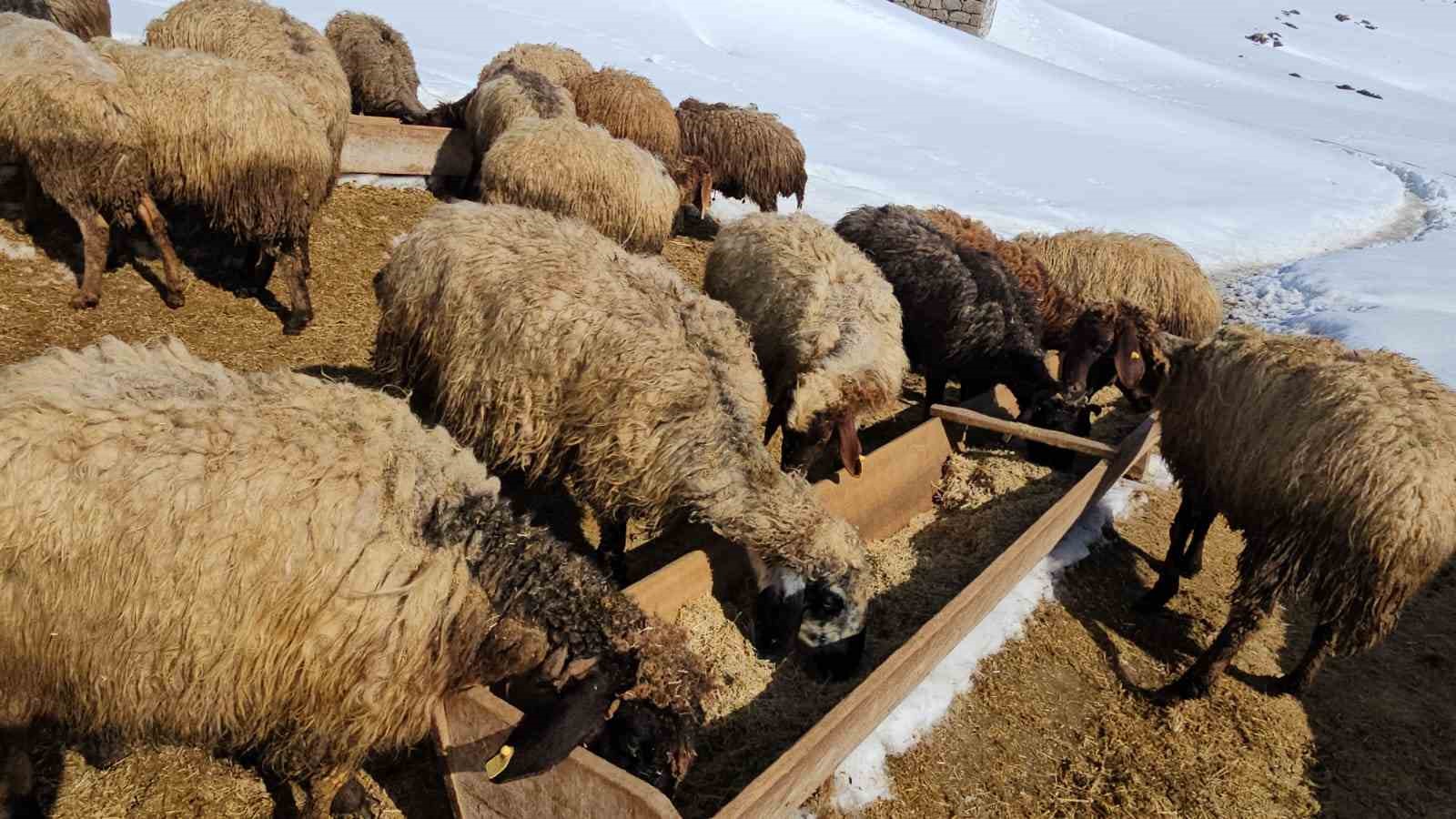 Süphan Dağı’nın eteğinde zorlu hayvancılık
