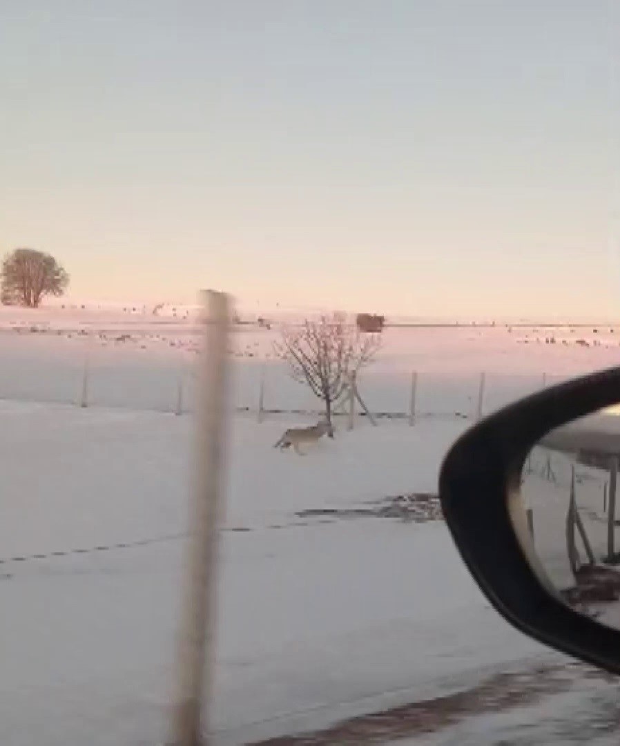 Sürüden ayrılarak mahsur kalan kurt, cep telefonu ile görüntülendi
