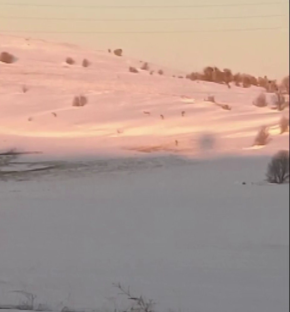 Sürüden ayrılarak mahsur kalan kurt, cep telefonu ile görüntülendi
