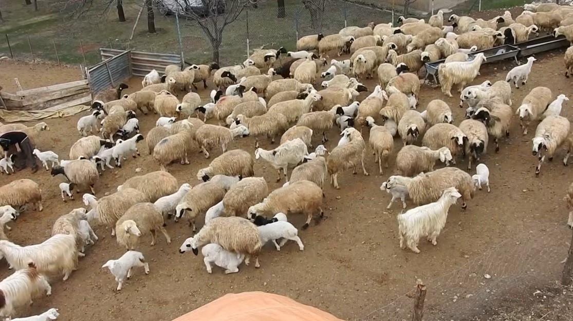 Sürülerde bahar hareketliliği: Kuzular annelerini böyle buldu
