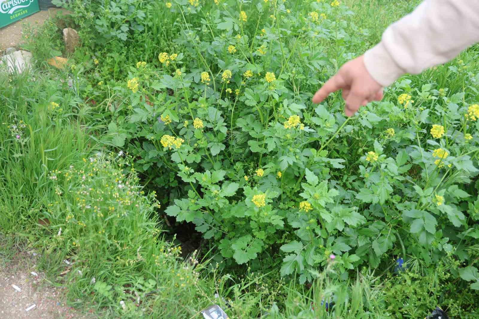 Sürünün geçişi esnasında 3 metrelik kuyuya düşen koyunu esnaf kurtardı: O anlar kamerada
