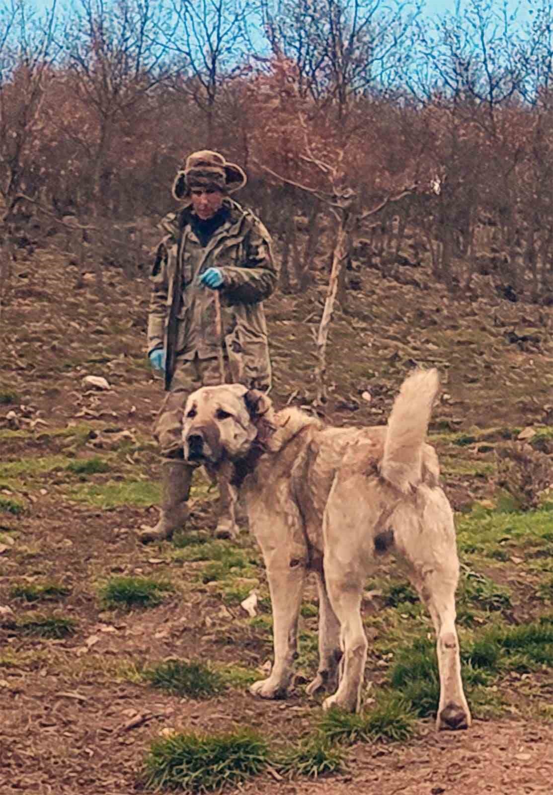 Sürünün muhafızı çoban köpekleri, çobanlara can dostu oluyor
