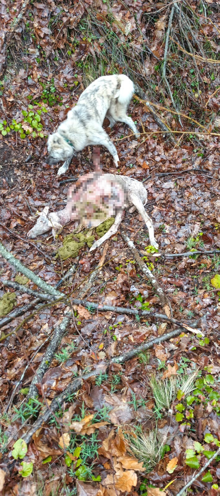 Sürüye kurt saldırdı: 18 koç ve 5 teke telef oldu
