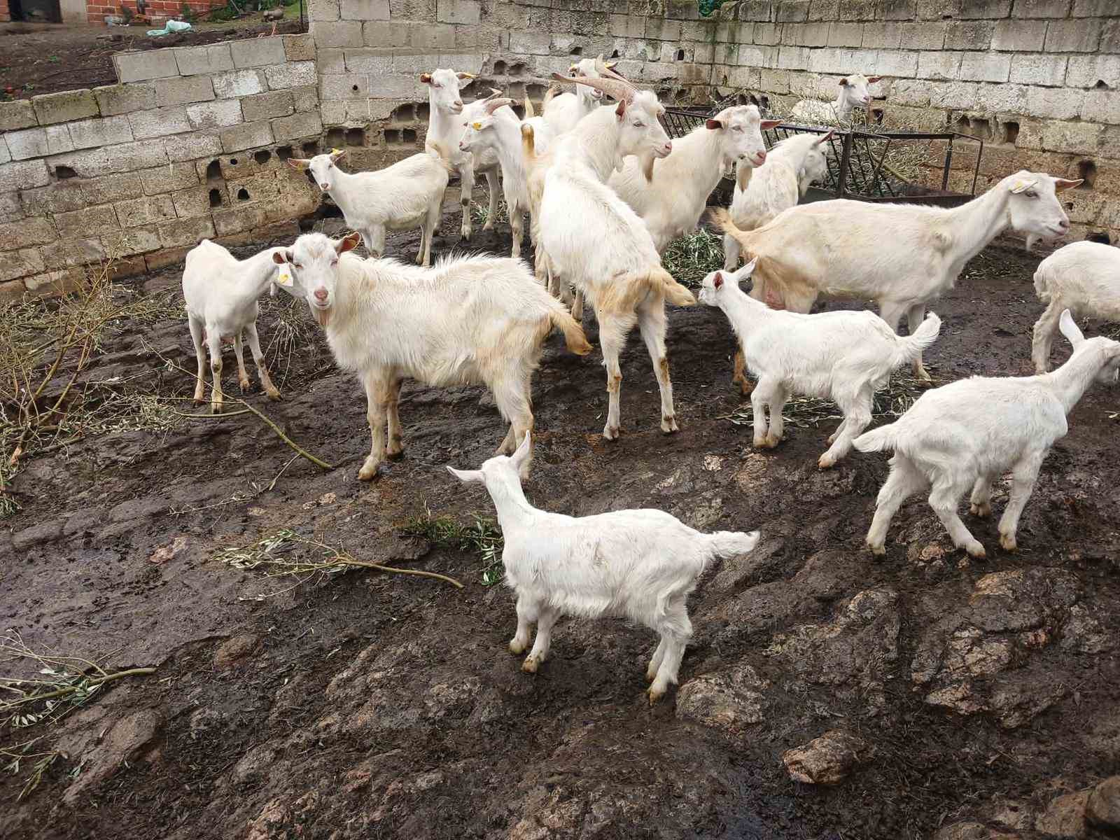 Süt rekortmeni Saanen keçiden dördüz doğum
