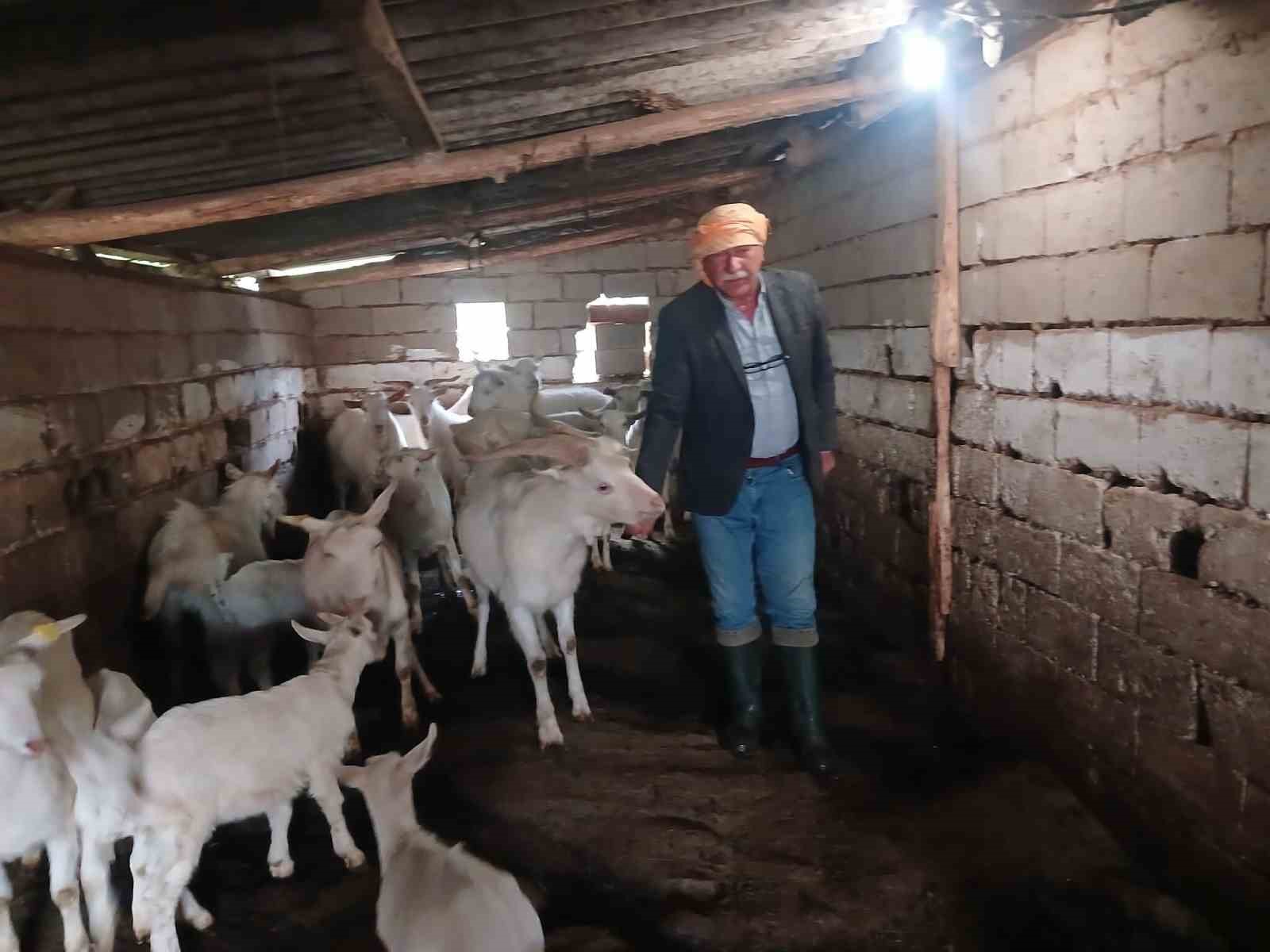 Süt rekortmeni Saanen keçiden dördüz doğum
