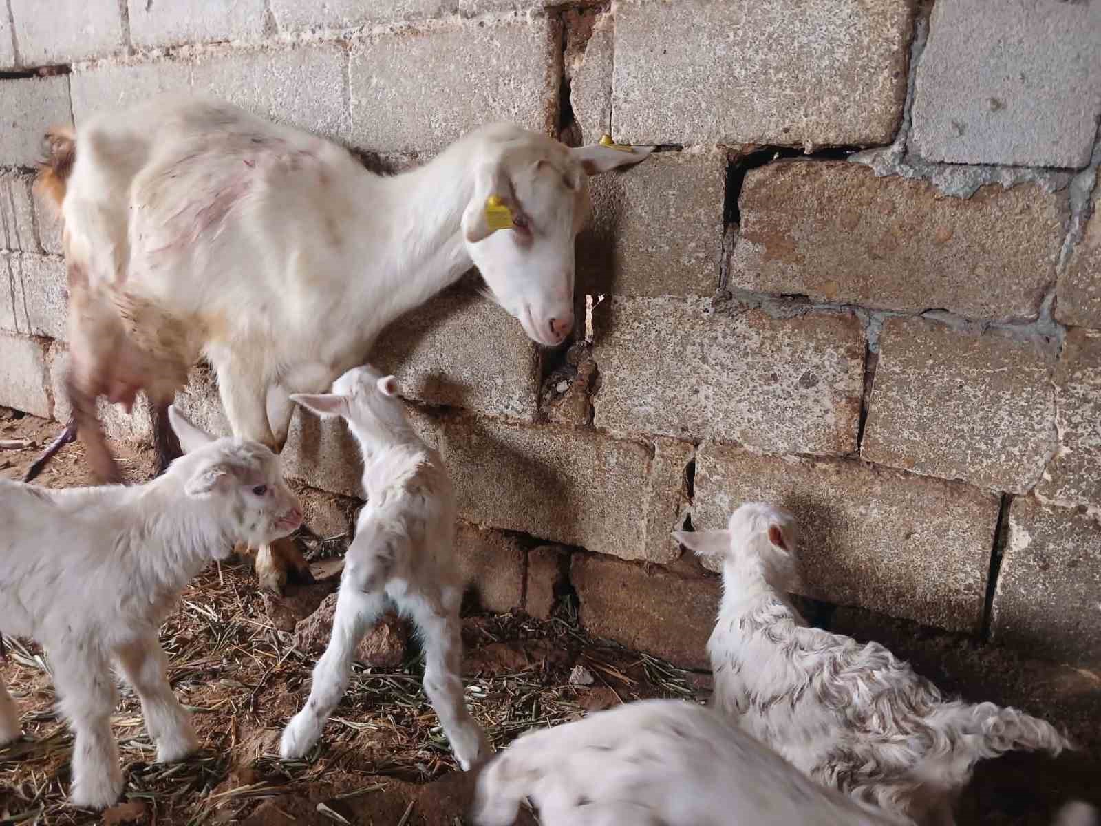 Süt rekortmeni Saanen keçiden dördüz doğum
