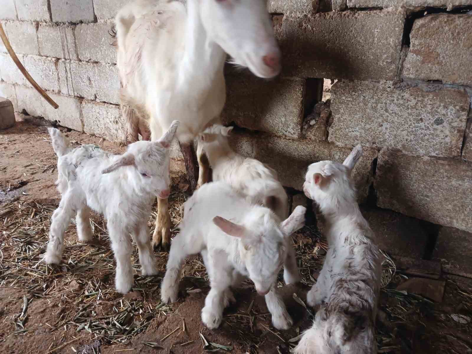 Süt rekortmeni Saanen keçiden dördüz doğum
