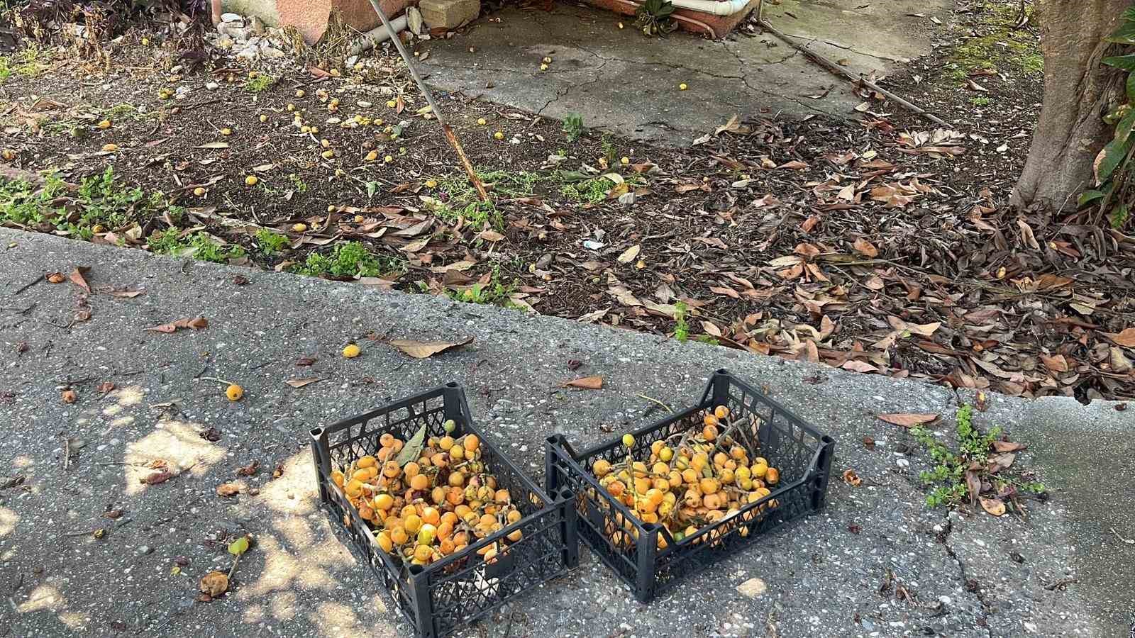 Talep azalınca bedava dağıttı, poşetini alan bahçeye koştu
