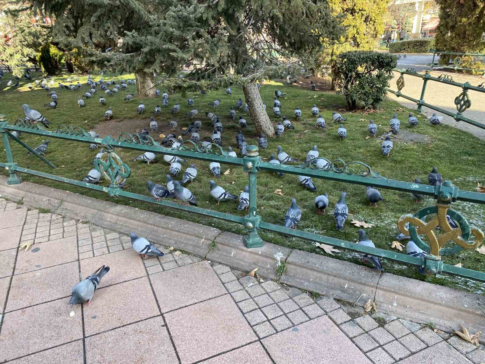 Tam 5 hastalıkla ve 74 yaşında, 9 saat kuş yemi satıp cezaevindeki yakınlarını geçindiriyor
Tam 5 hastalıkla ve 74 yaşında, 9 saat kuş yemi satıp cezaevindeki yakınlarını geçindiriyor