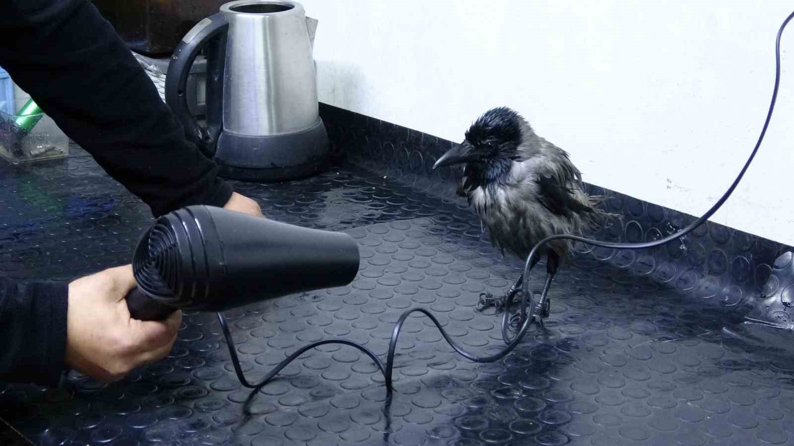 Tamirci çırağı karga
