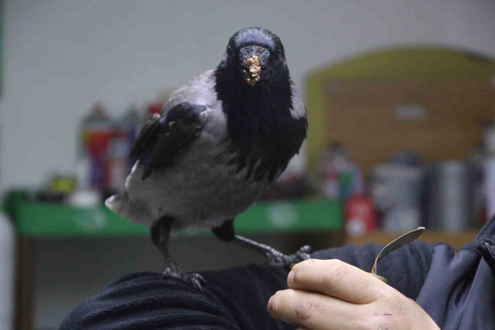 Tamirci çırağı karga
