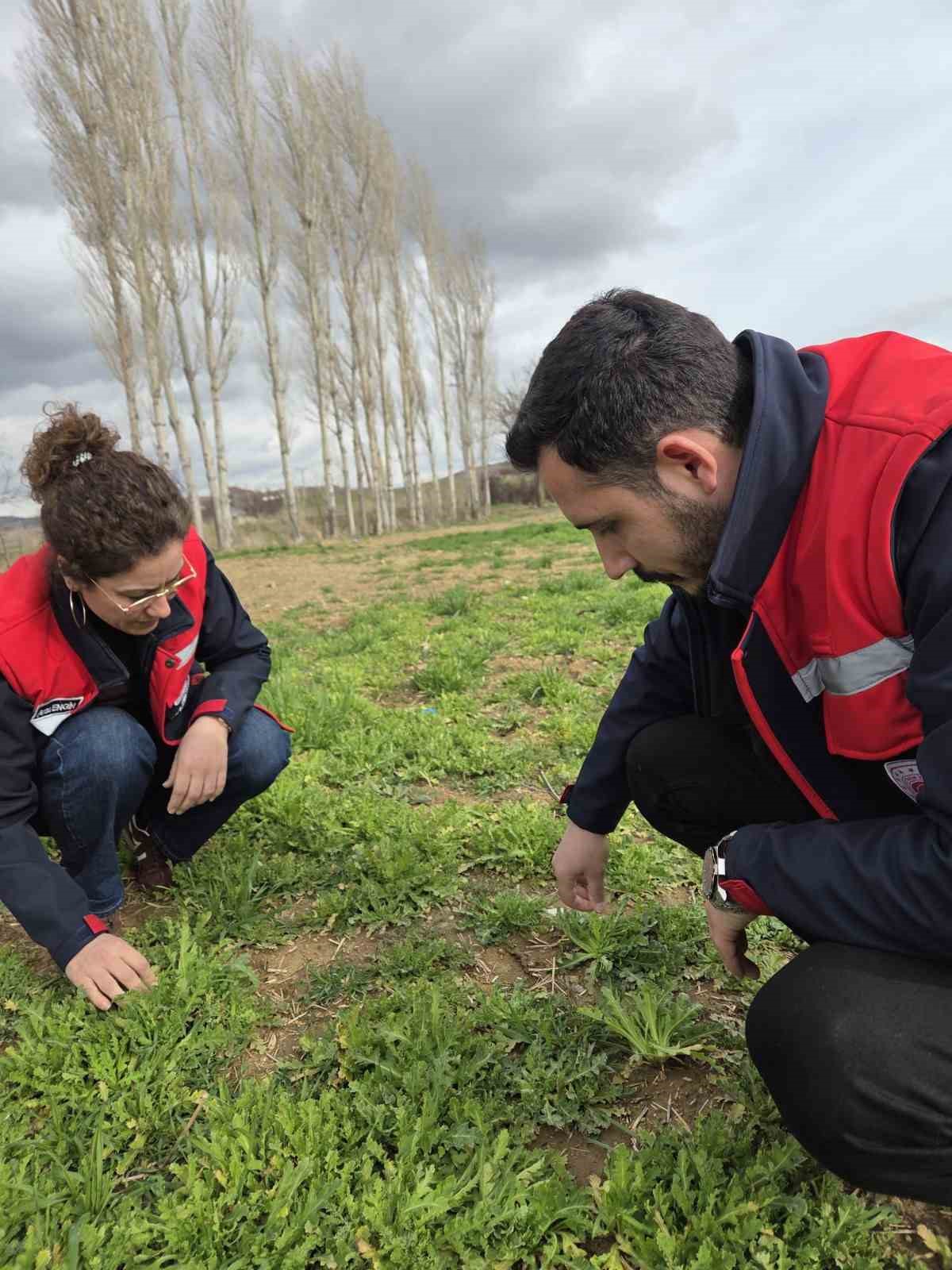 Tarım arazilerinde hastalık ve zararlı kontrolleri yapıldı
