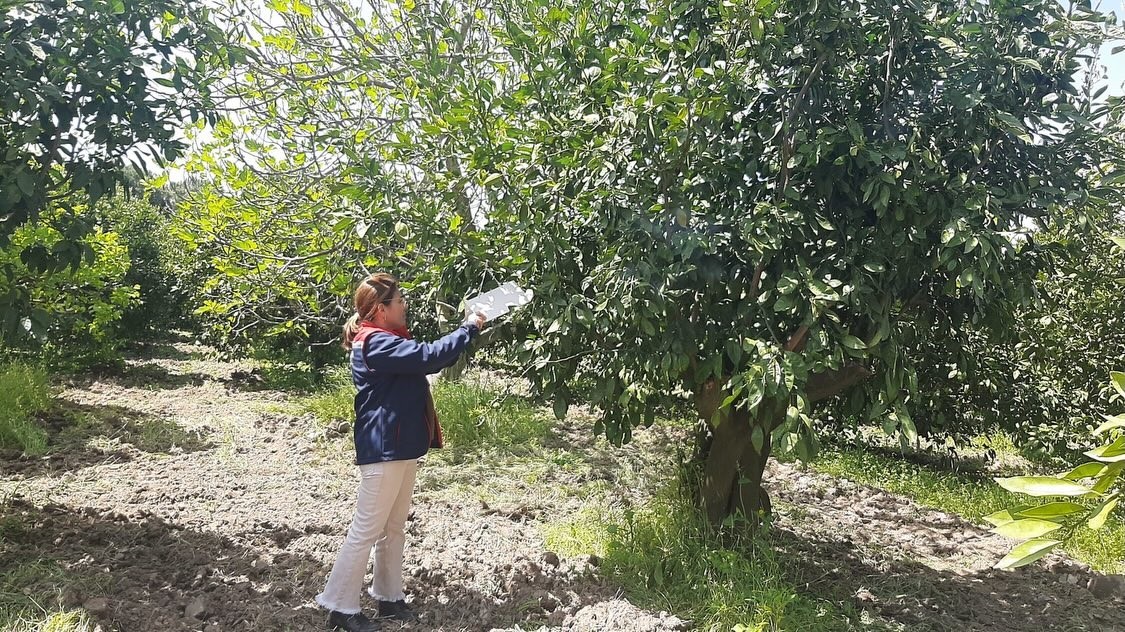 Tarım arazilerinde hastalık ve zararlı mesaisi
