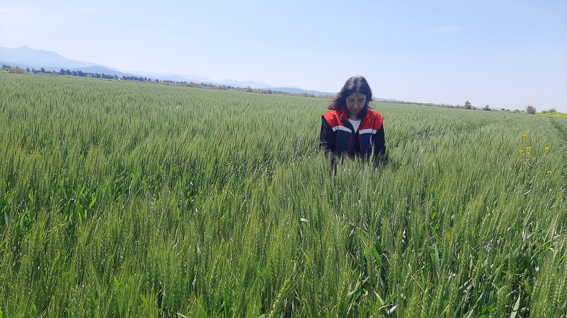 Tarım arazilerinde hastalık ve zararlı mesaisi
