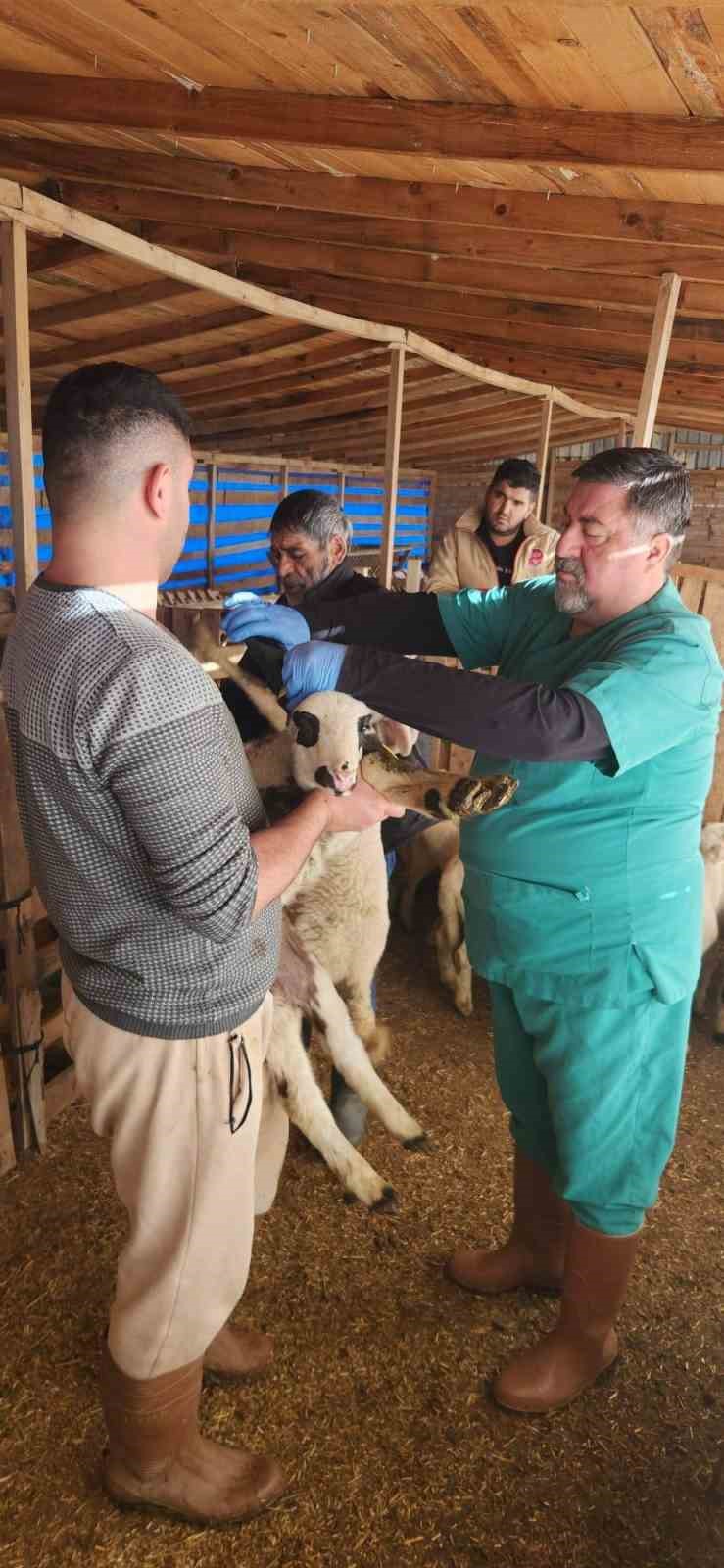 Tarım Müdürlüğü’nden Sazlı’da hayvan sağlığı mesaisi
