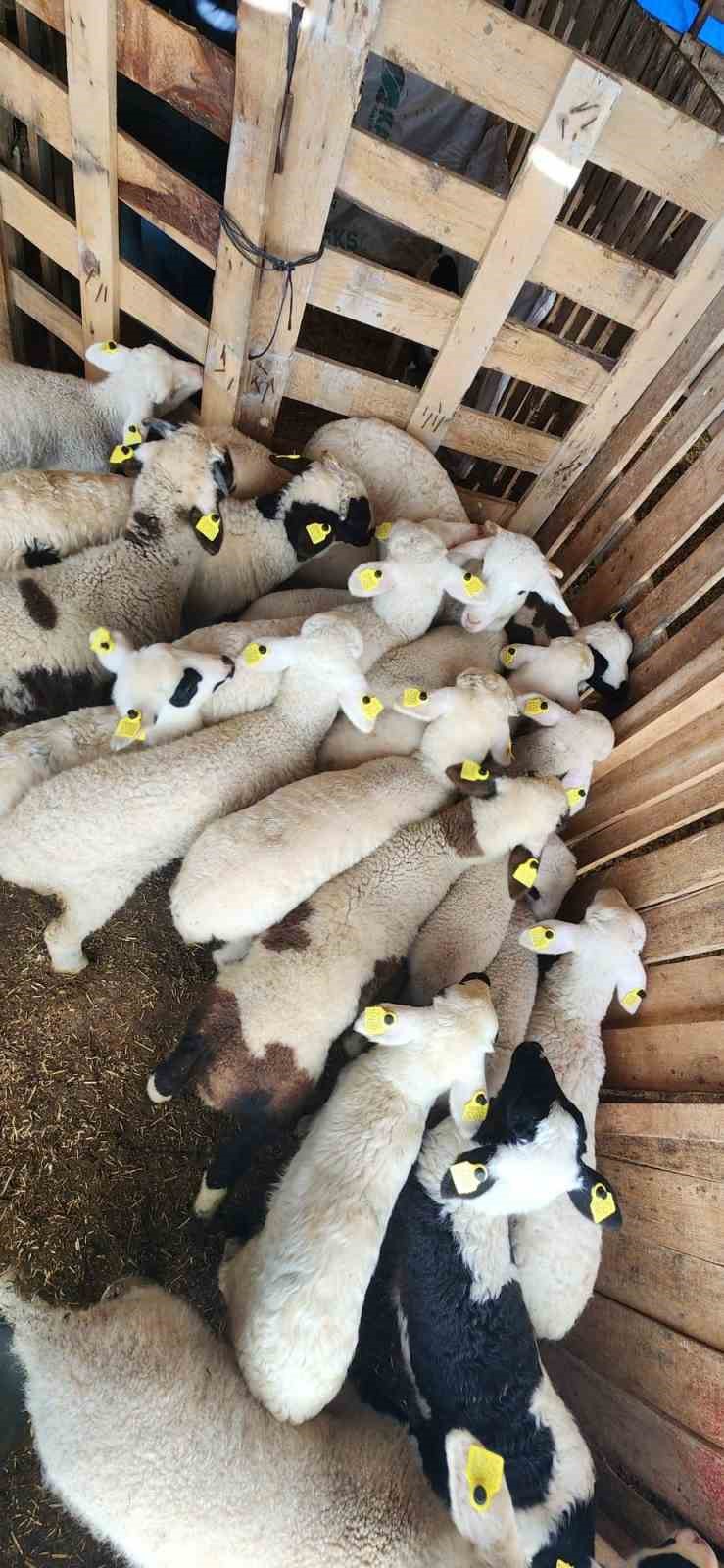 Tarım Müdürlüğü’nden Sazlı’da hayvan sağlığı mesaisi
