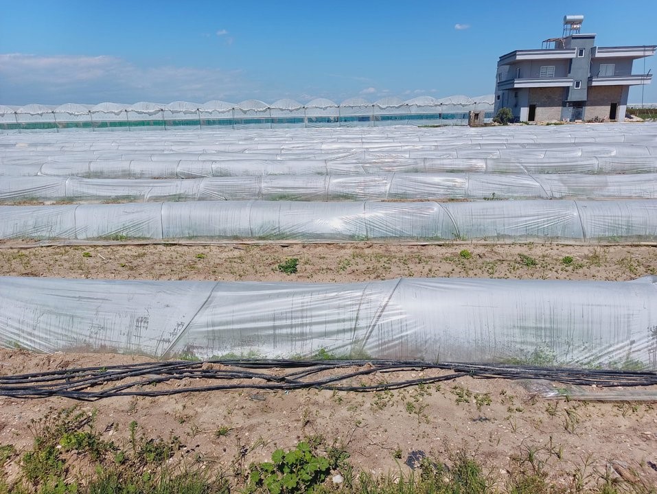 Tarım ve Orman Bakanlığından, bir çiftçinin satamadığı kıvırcıkların koyunlara yem edildiği iddialarına yalanlama
