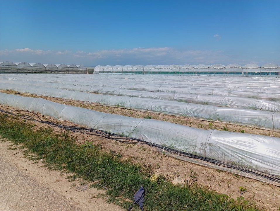 Tarım ve Orman Bakanlığından, bir çiftçinin satamadığı kıvırcıkların koyunlara yem edildiği iddialarına yalanlama
