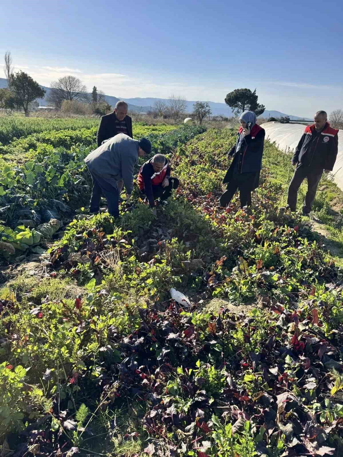 Tarımda kimyasalsız üretime yerinde inceleme
