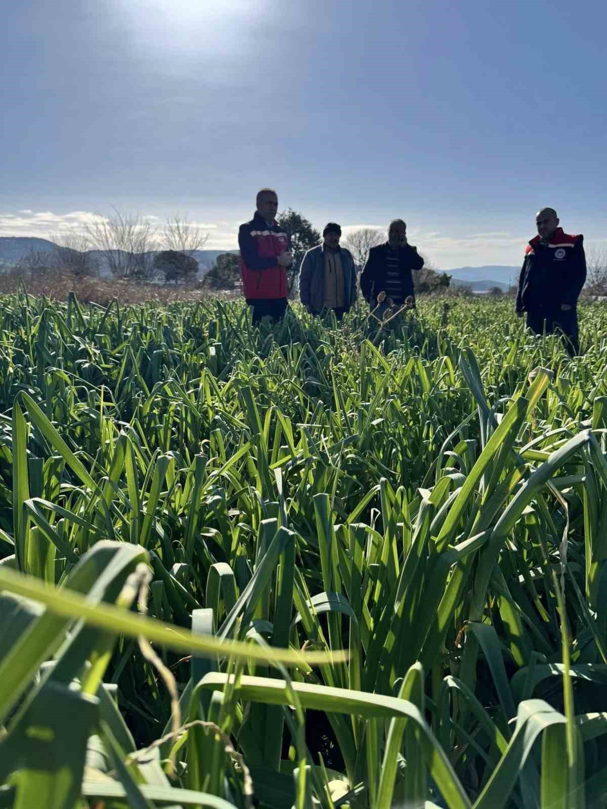 Tarımda kimyasalsız üretime yerinde inceleme
