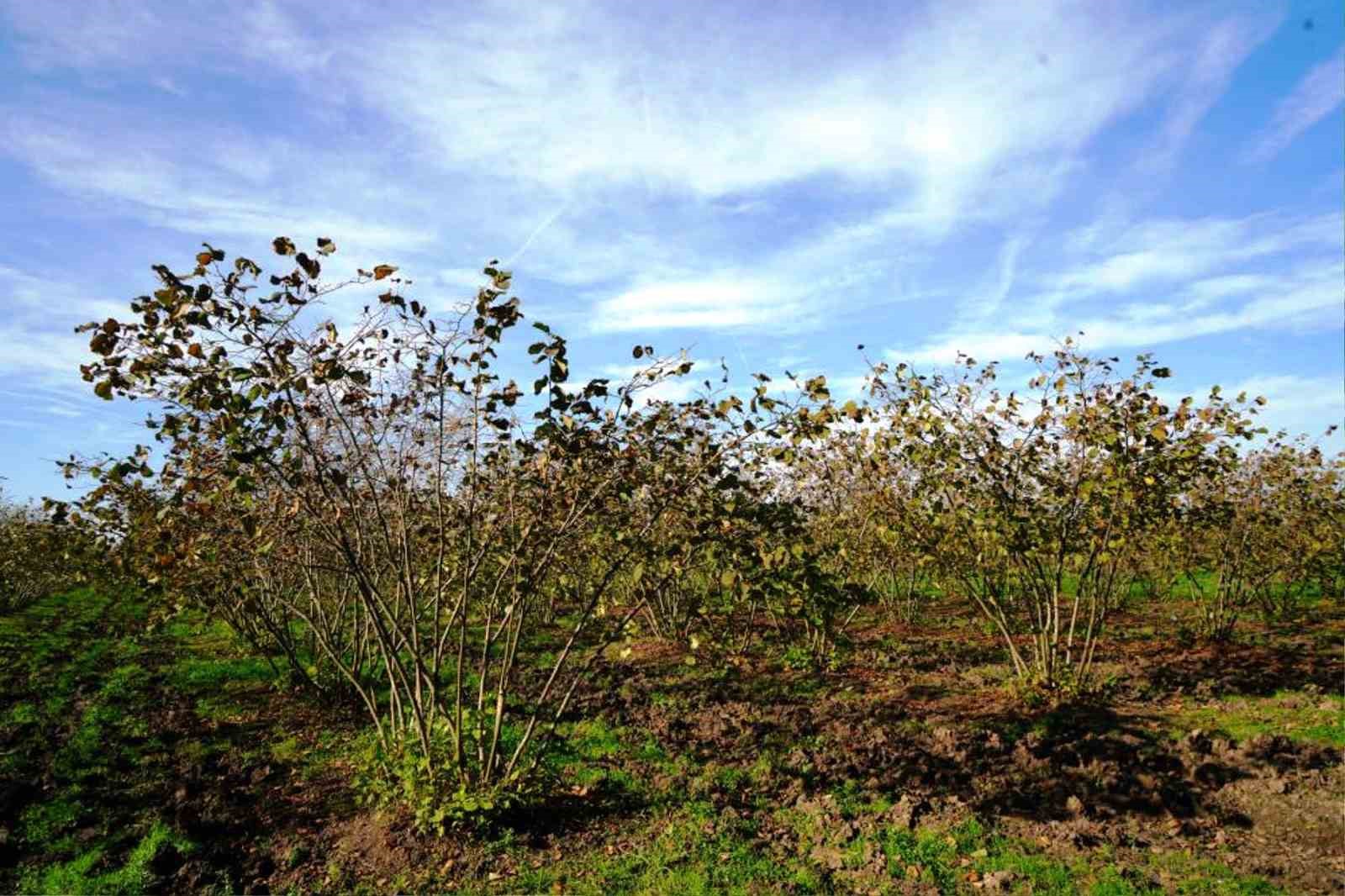 Tarımsal üretimde Samsun başı çekiyor
