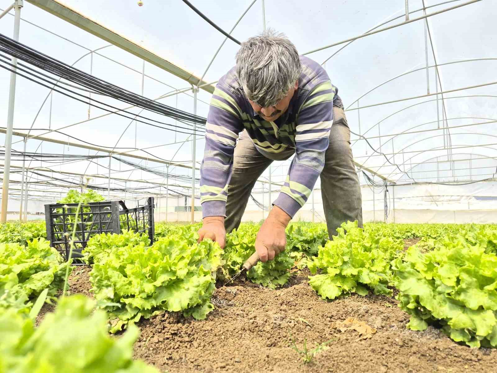 Tarlada ortalama 15 TL olan marul tezgahlarda 100 TL’ye satılıyor
Tarlada ortalama 15 TL olan marul tezgahlarda 100 TL’ye satılıyor