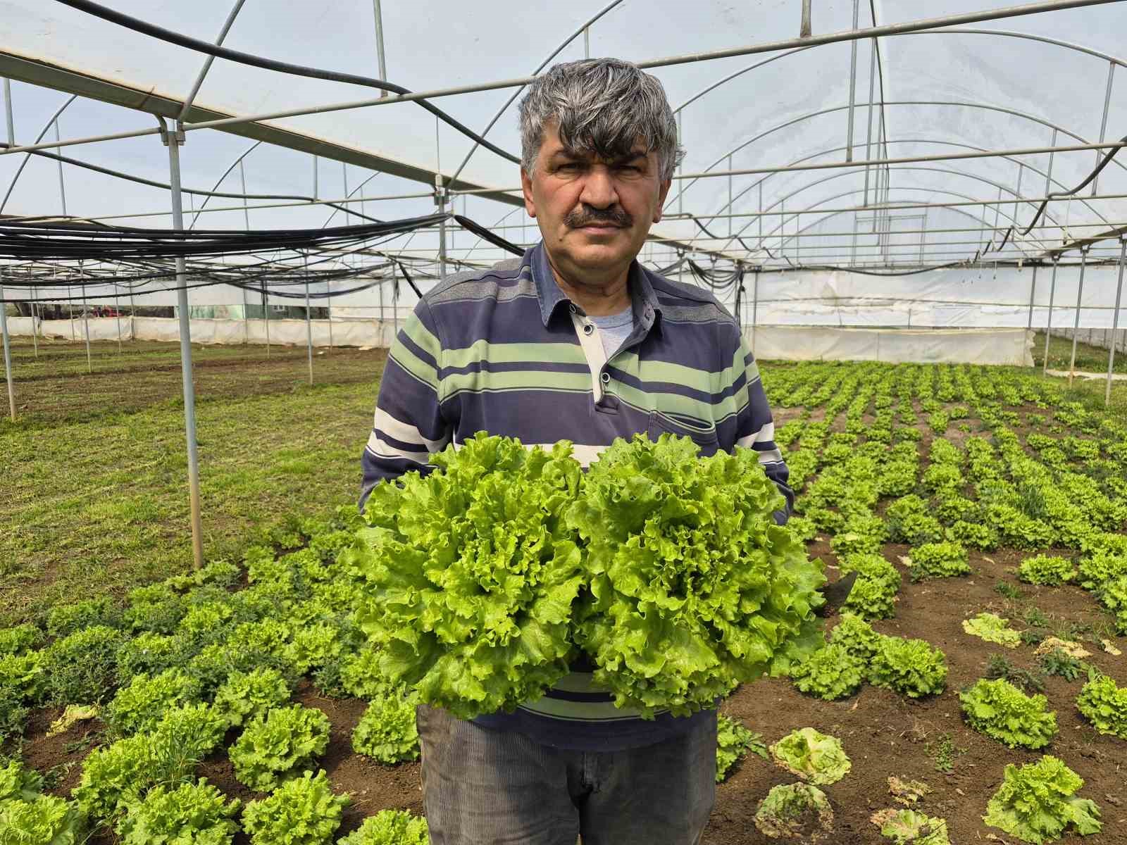 Tarlada ortalama 15 TL olan marul tezgahlarda 100 TL’ye satılıyor
Tarlada ortalama 15 TL olan marul tezgahlarda 100 TL’ye satılıyor