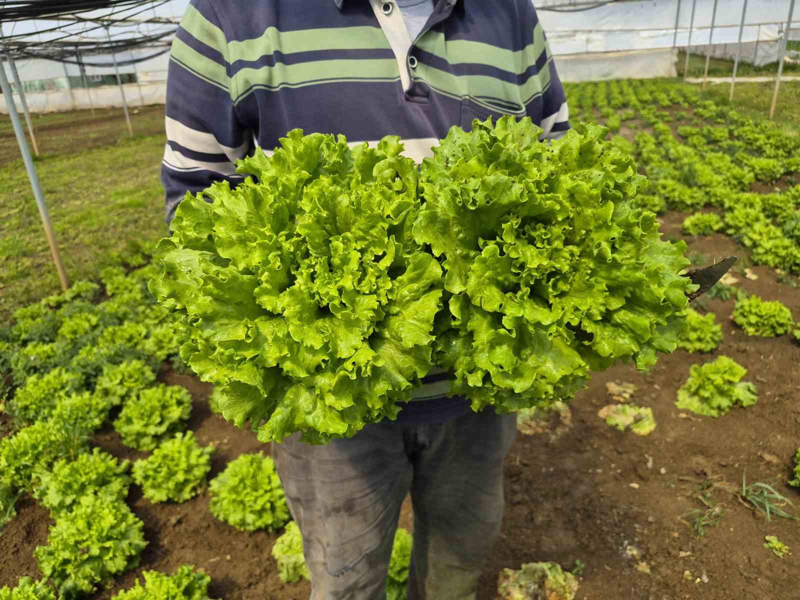 Tarlada ortalama 15 TL olan marul tezgahlarda 100 TL’ye satılıyor
Tarlada ortalama 15 TL olan marul tezgahlarda 100 TL’ye satılıyor