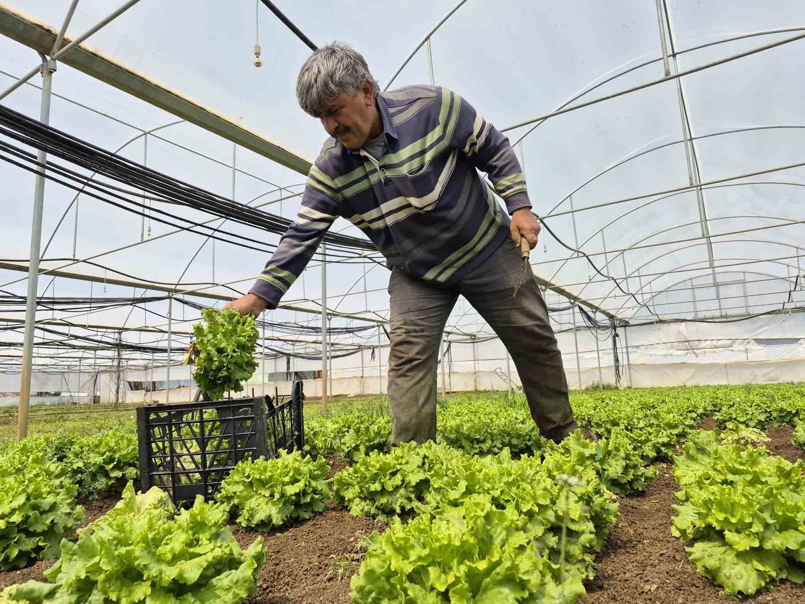 Tarlada ortalama 15 TL olan marul tezgahlarda 100 TL’ye satılıyor
Tarlada ortalama 15 TL olan marul tezgahlarda 100 TL’ye satılıyor