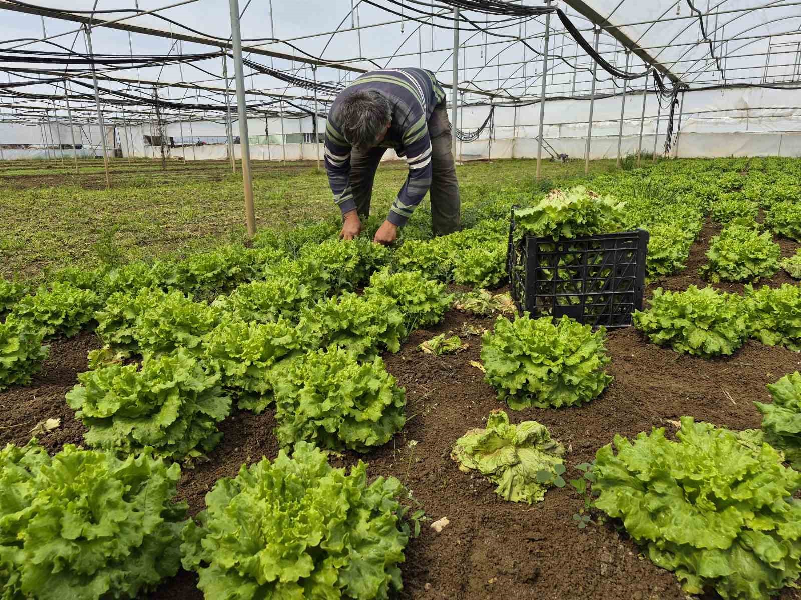 Tarlada ortalama 15 TL olan marul tezgahlarda 100 TL’ye satılıyor
Tarlada ortalama 15 TL olan marul tezgahlarda 100 TL’ye satılıyor