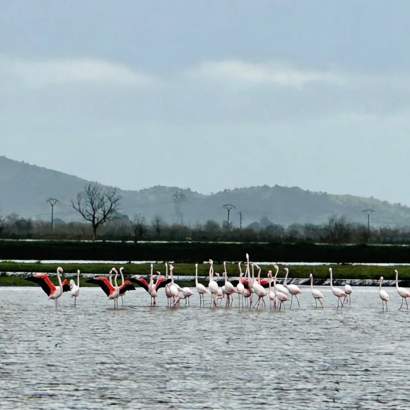 Tarlaları su bastı, flamingolar keyfini sürdü

