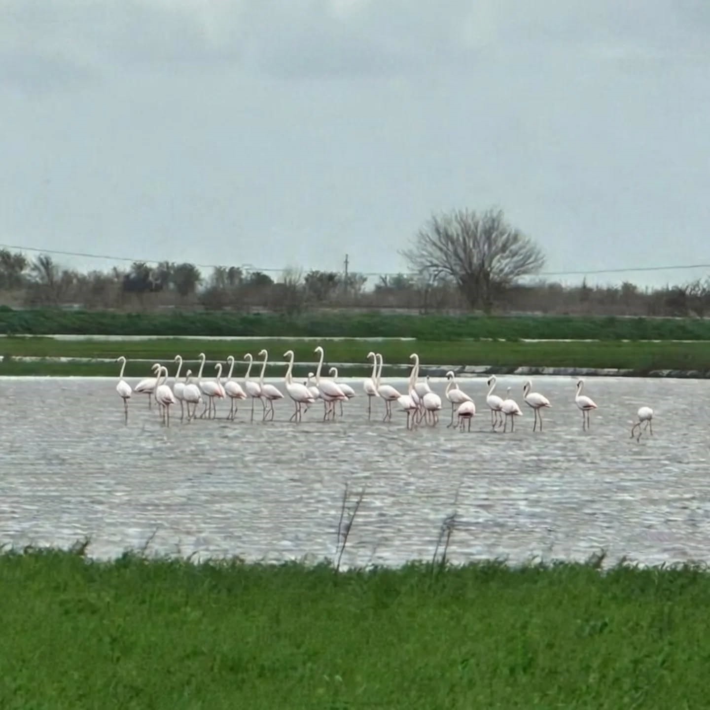 Tarlaları su bastı, flamingolar keyfini sürdü
