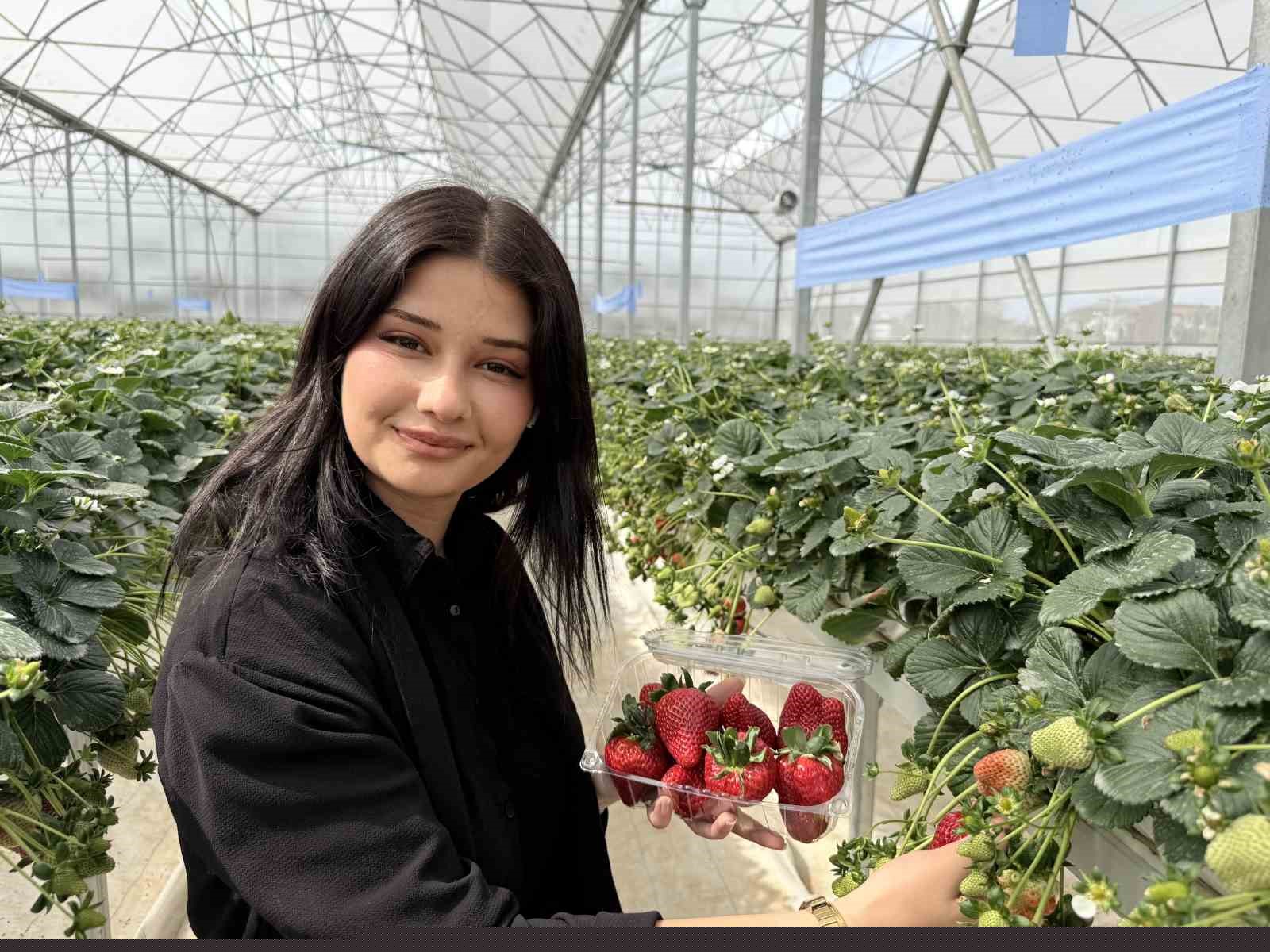 Tarsus’ta topraksız tarımda ilk çilek hasadı yapıldı
