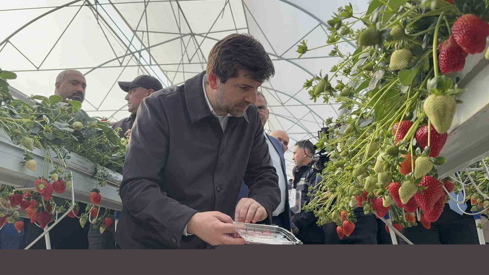Tarsus’ta topraksız tarımda ilk çilek hasadı yapıldı
