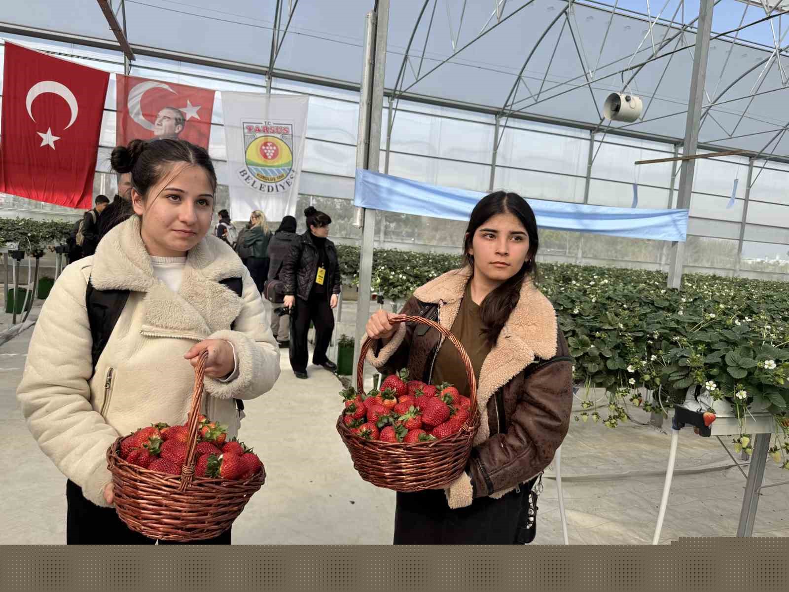 Tarsus’ta topraksız tarımda ilk çilek hasadı yapıldı
