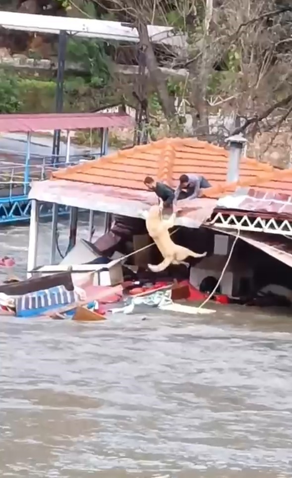 Taşan çaydaki işletme yıkıldı, sulara kapılmak üzere olan bir köpek son anda kurtarıldı
