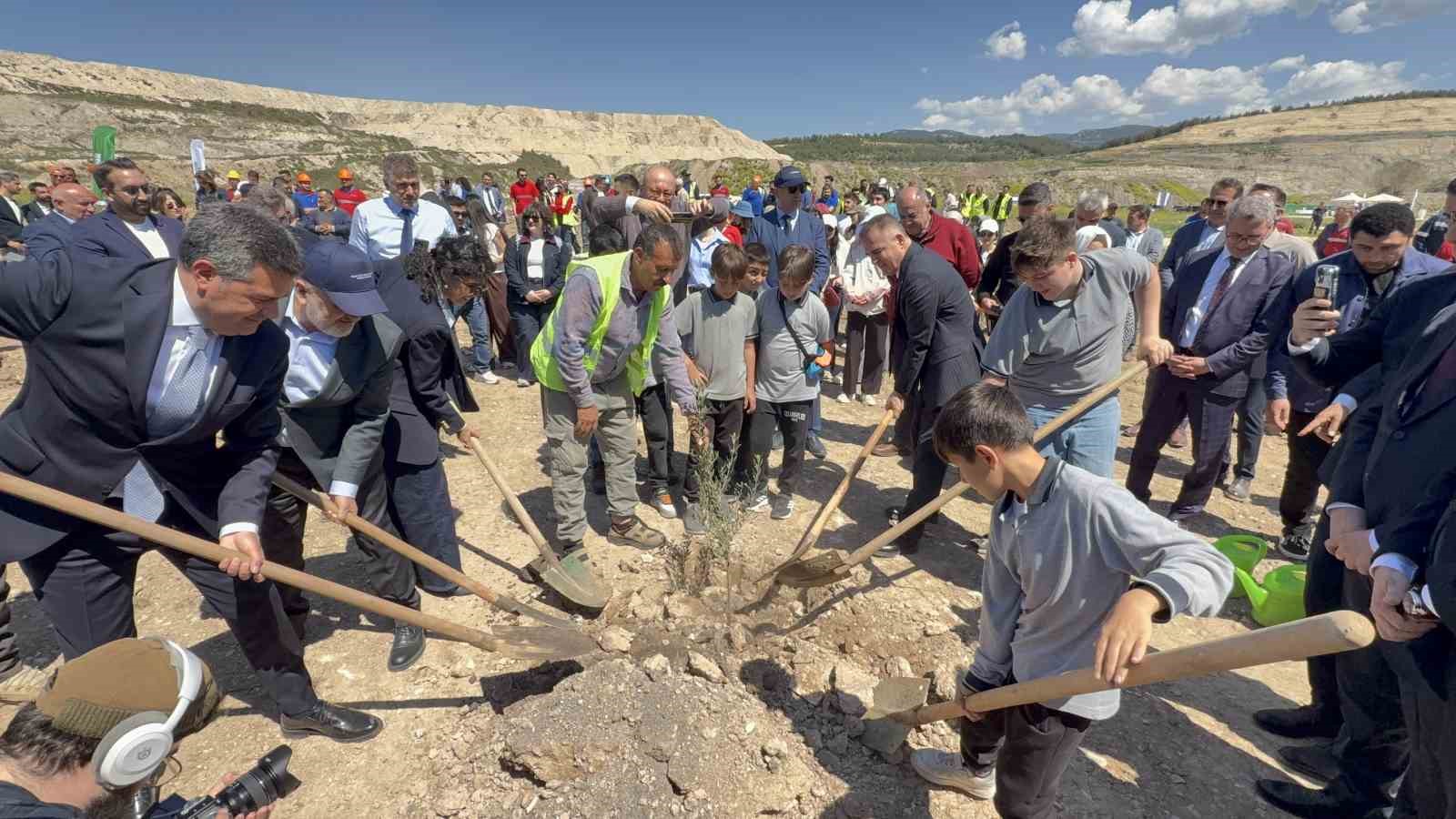 Taşınan her zeytin ağacına karşılık fidan: Milas’ta 4 bin zeytin toprakla buluştu
