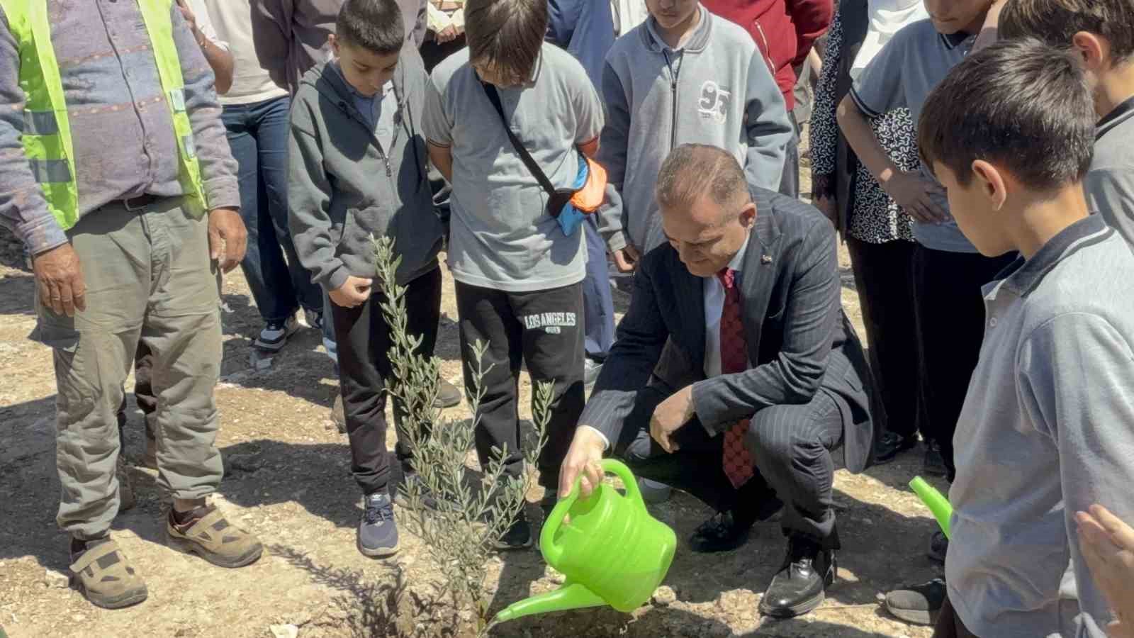 Taşınan her zeytin ağacına karşılık fidan: Milas’ta 4 bin zeytin toprakla buluştu
